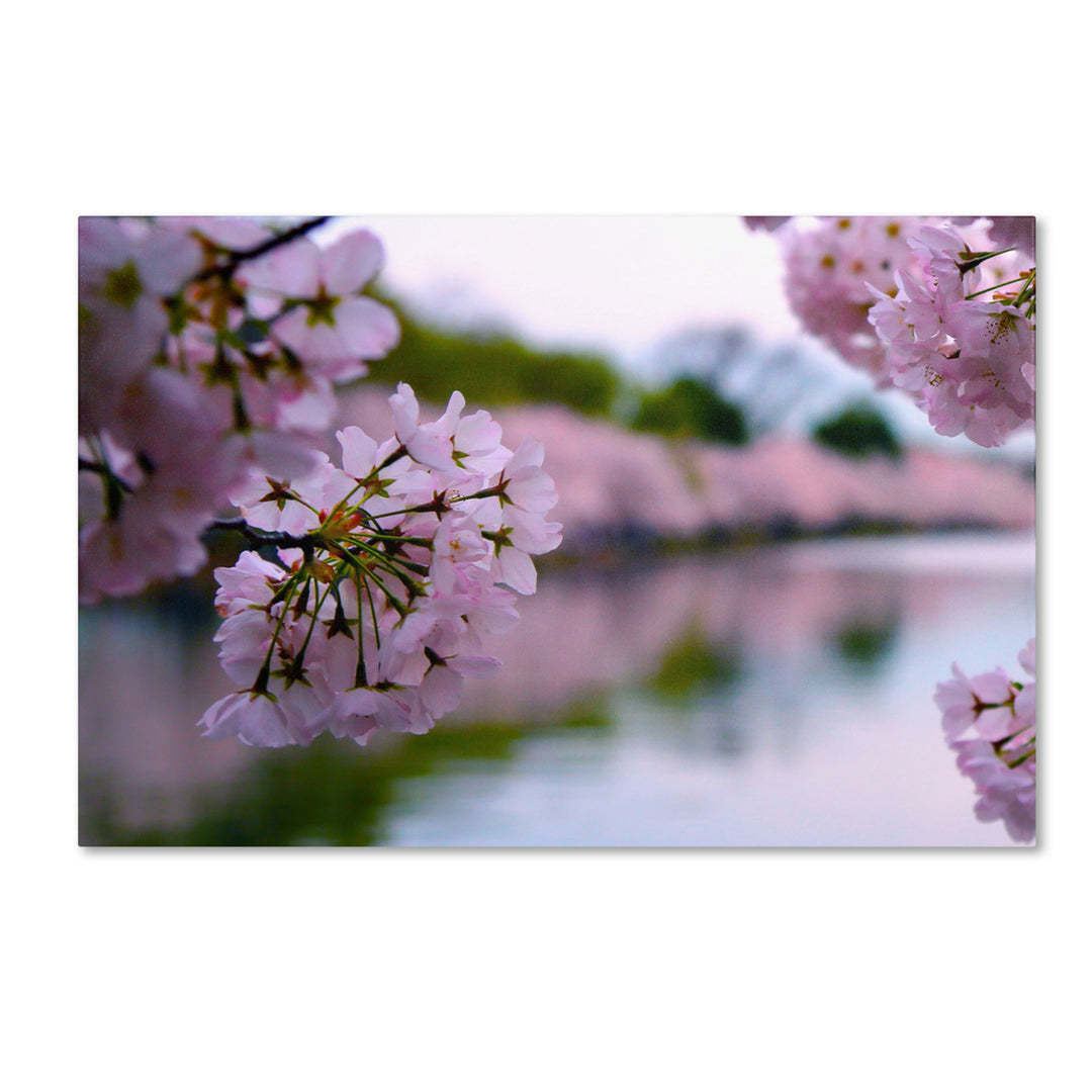 CATeyes Cherry Blossoms 2014-2 Canvas Art 16 x 24 Image 1
