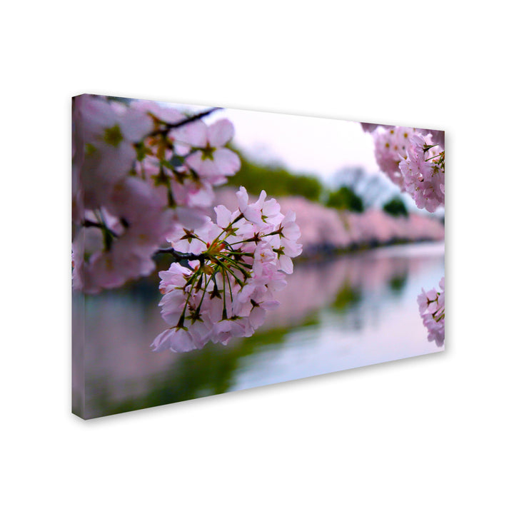 CATeyes Cherry Blossoms 2014-2 Canvas Art 16 x 24 Image 2