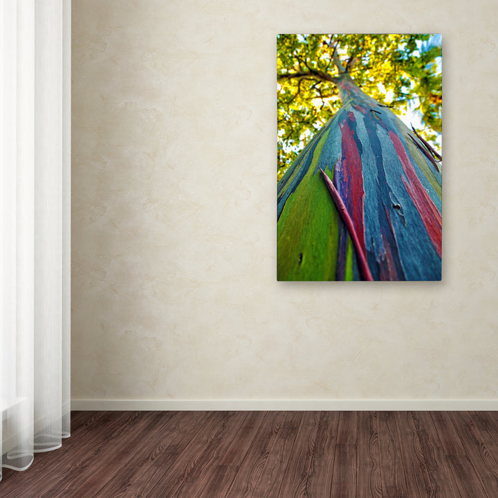 CATeyes Rainbow Eucalyptus Tree Canvas Art 16 x 24 Image 3