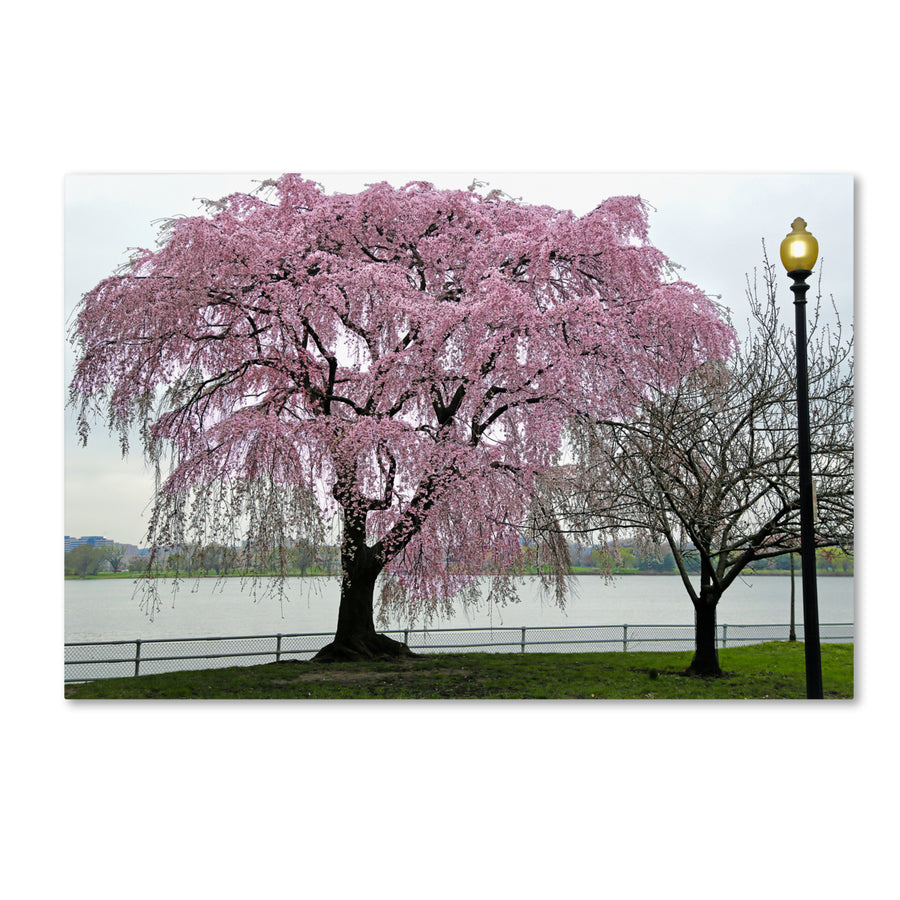 CATeyes Cherry Tree Canvas Art 16 x 24 Image 1