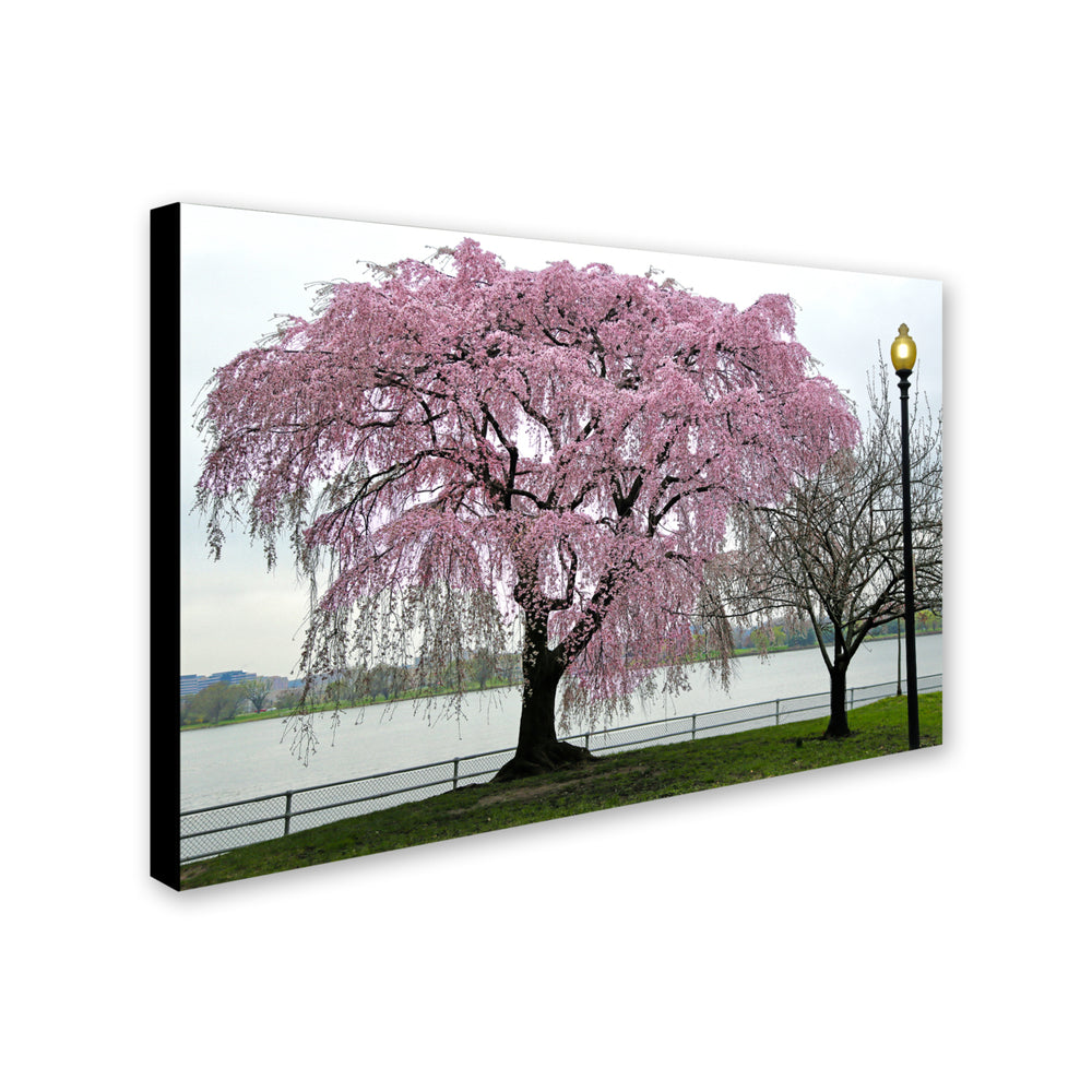 CATeyes Cherry Tree Canvas Art 16 x 24 Image 2