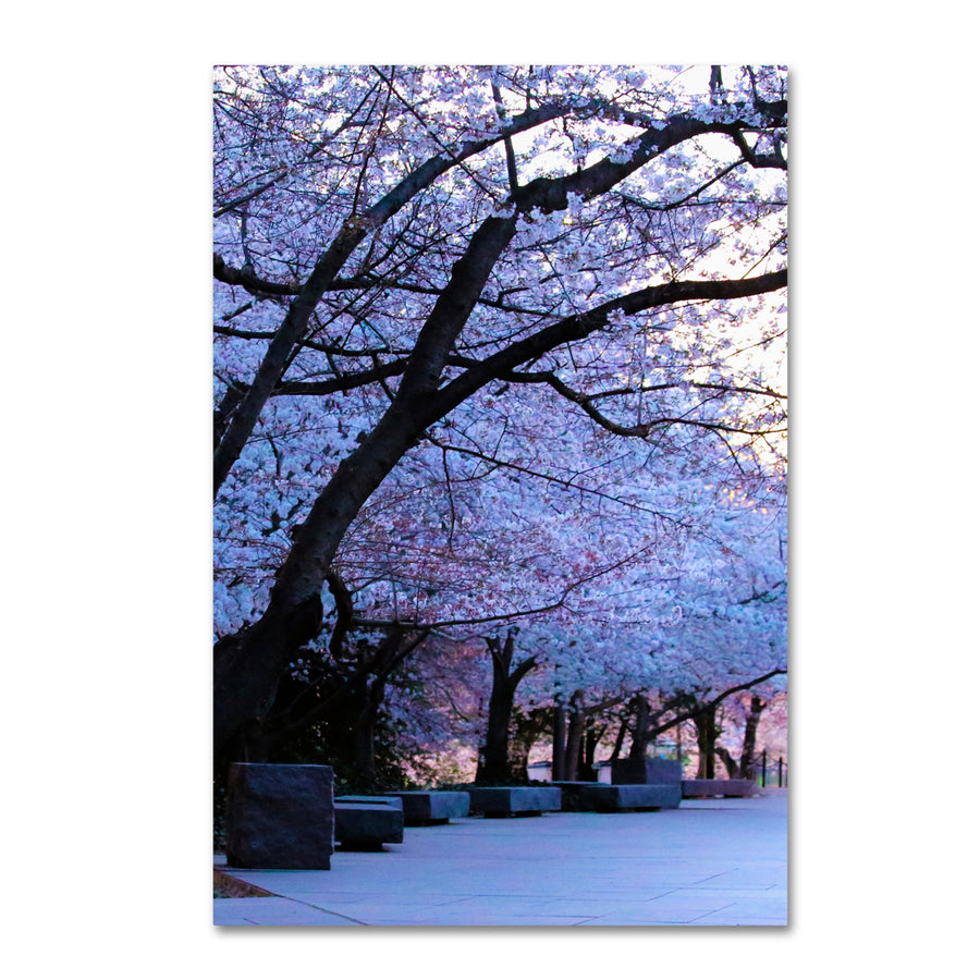 CATeyes Cherry Blossom Shade Canvas Art 16 x 24 Image 1