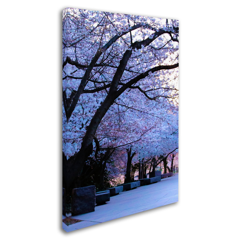 CATeyes Cherry Blossom Shade Canvas Art 16 x 24 Image 2