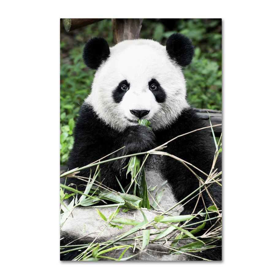 Philippe Hugonnard Giant Panda Canvas Art 16 x 24 Image 1