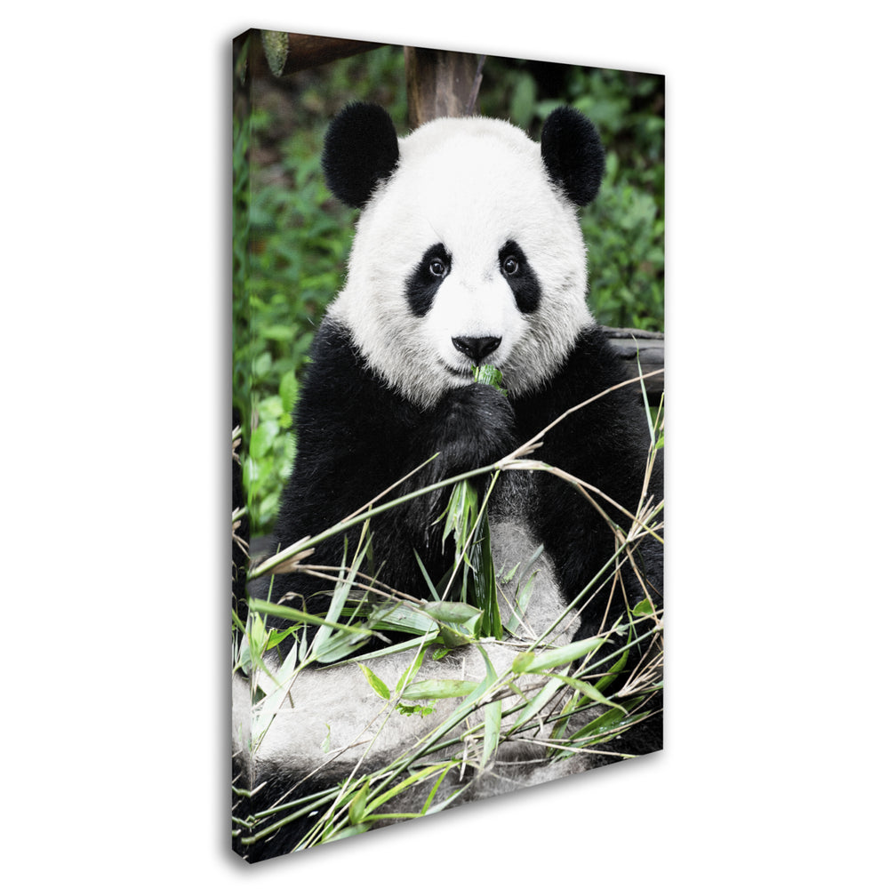 Philippe Hugonnard Giant Panda Canvas Art 16 x 24 Image 2