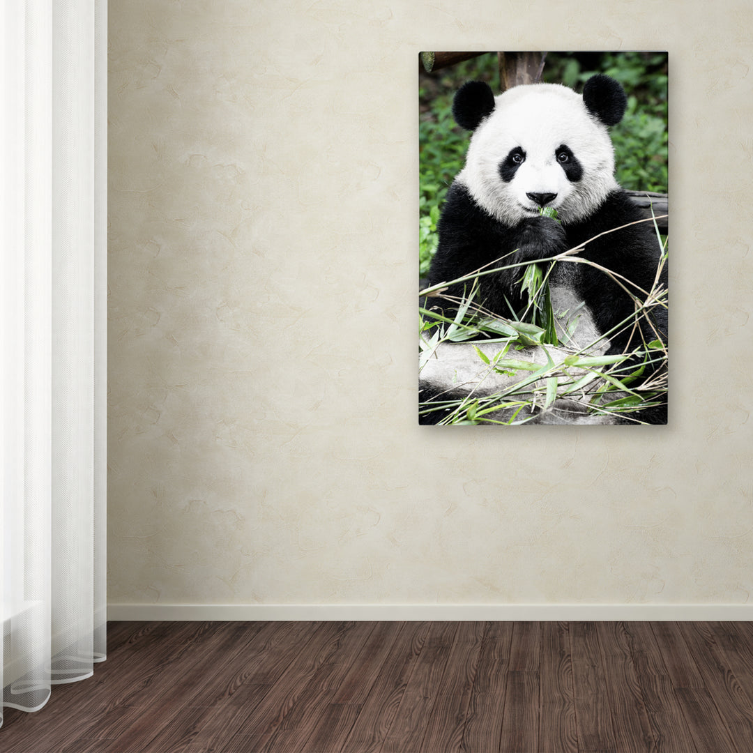 Philippe Hugonnard Giant Panda Canvas Art 16 x 24 Image 3