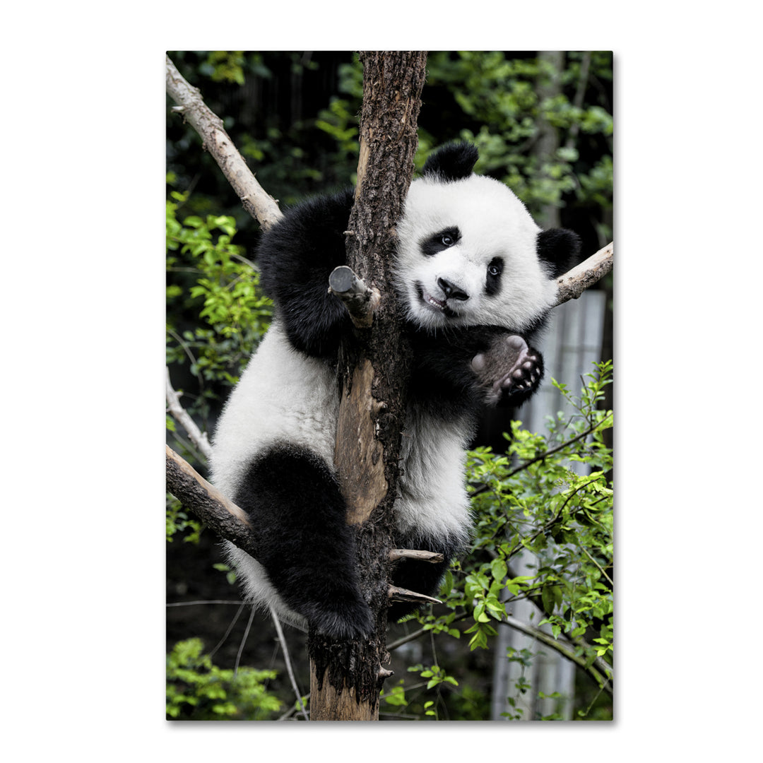 Philippe Hugonnard Giant Panda II Canvas Art 16 x 24 Image 1