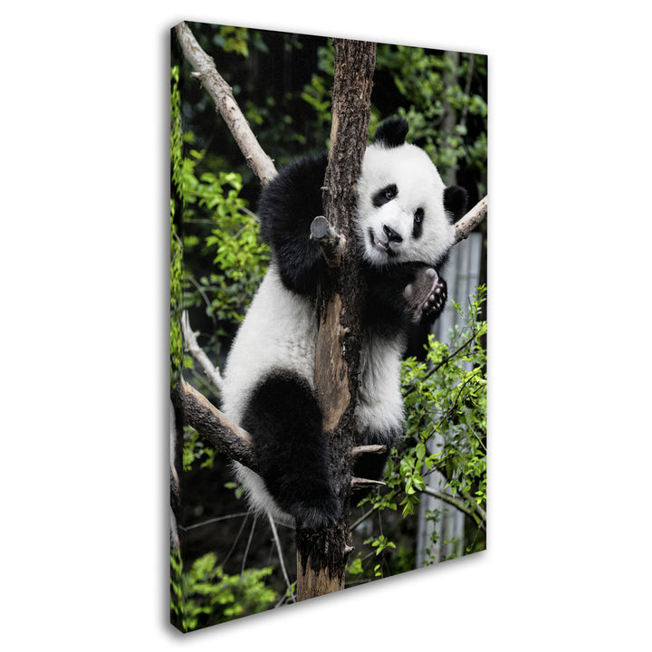 Philippe Hugonnard Giant Panda II Canvas Art 16 x 24 Image 2