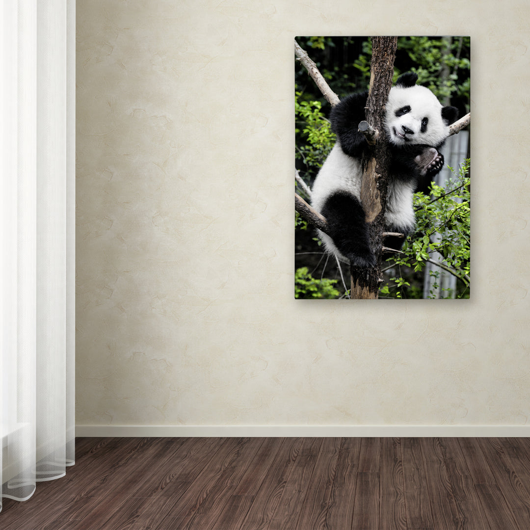 Philippe Hugonnard Giant Panda II Canvas Art 16 x 24 Image 3
