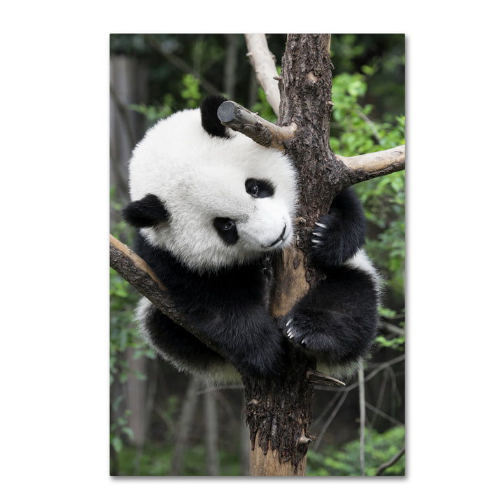 Philippe Hugonnard Giant Panda IV Canvas Art 16 x 24 Image 1