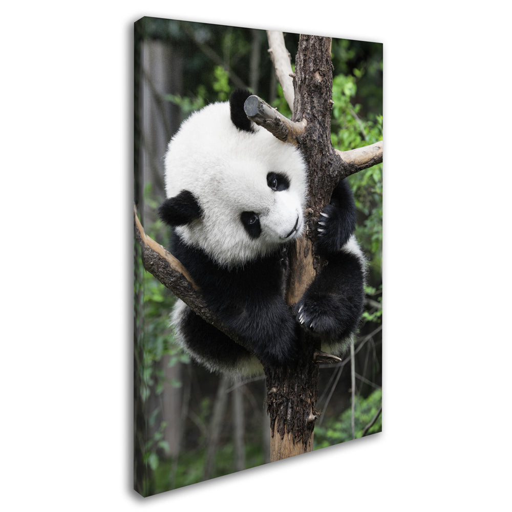 Philippe Hugonnard Giant Panda IV Canvas Art 16 x 24 Image 2