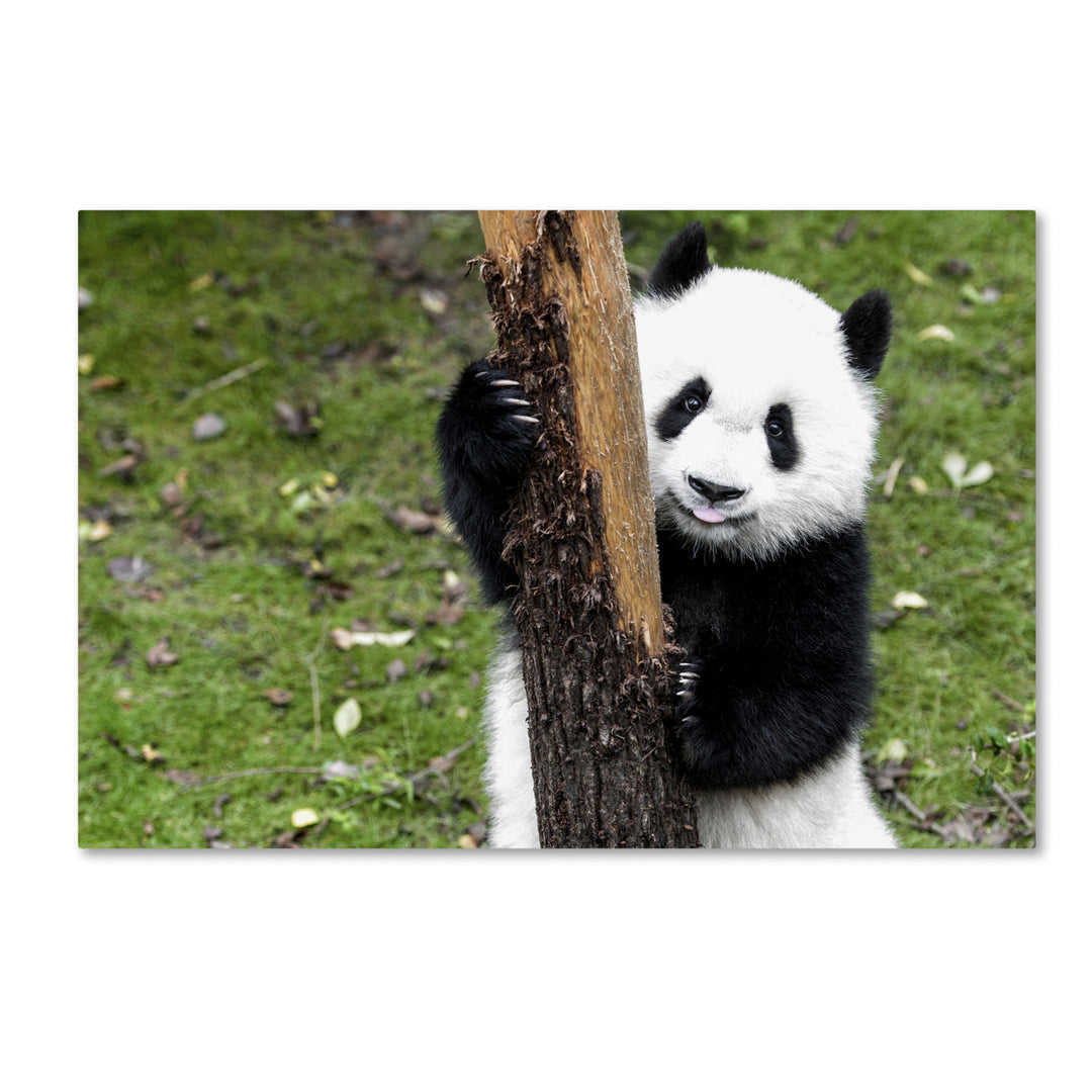 Philippe Hugonnard Giant Panda VI Canvas Art 16 x 24 Image 1