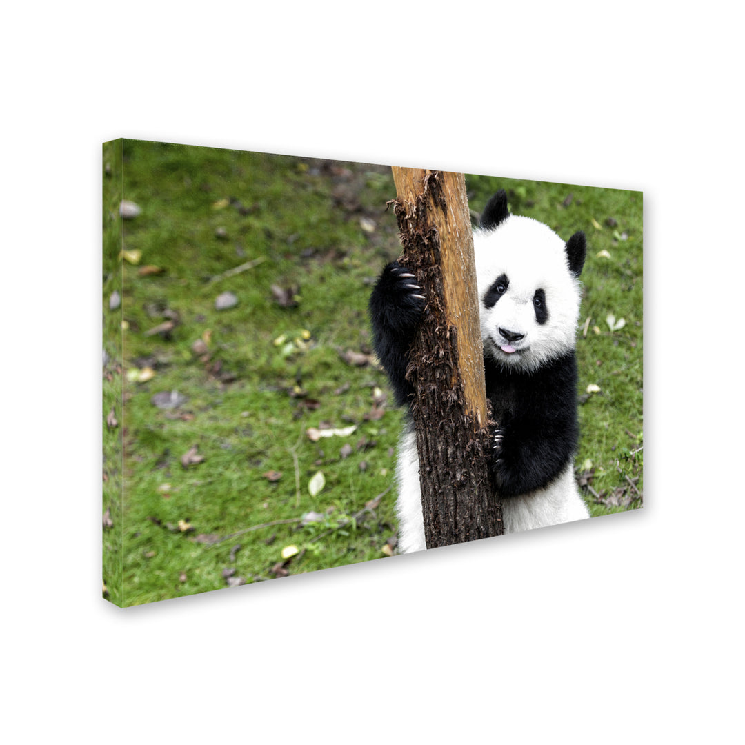 Philippe Hugonnard Giant Panda VI Canvas Art 16 x 24 Image 2