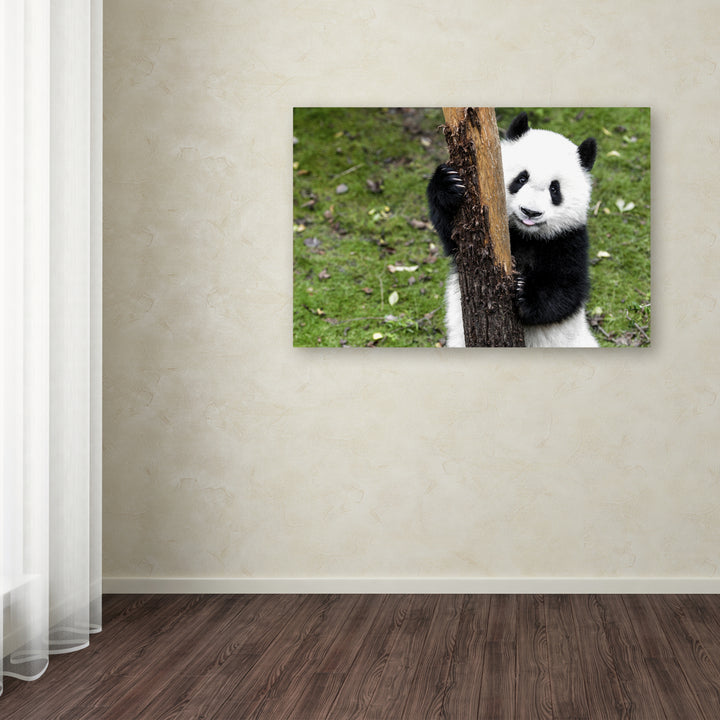 Philippe Hugonnard Giant Panda VI Canvas Art 16 x 24 Image 3