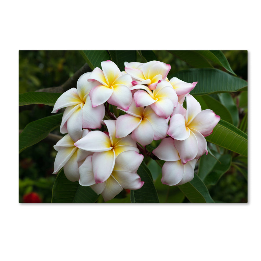 Pierre Leclerc Plumeria Canvas Art 16 x 24 Image 1