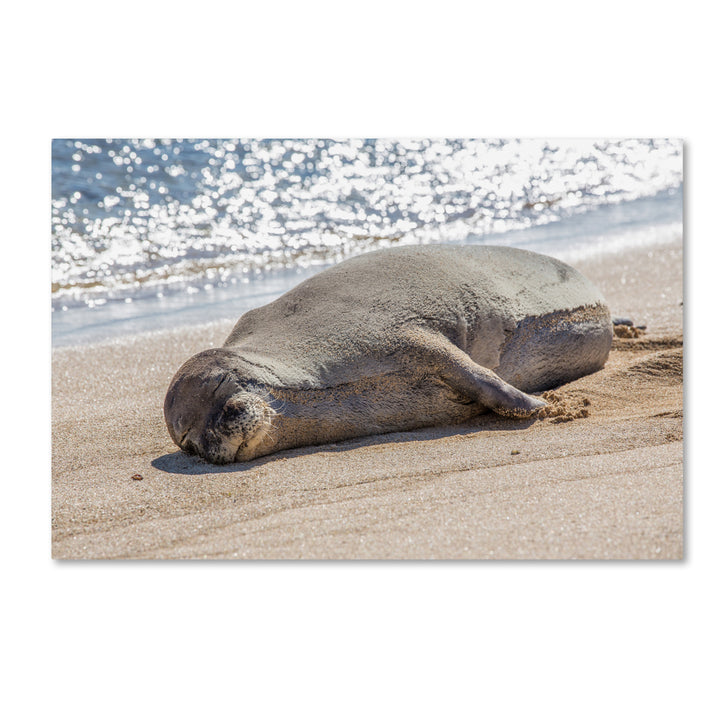 Pierre Leclerc Hawaiian Monk Seal Canvas Art 16 x 24 Image 1
