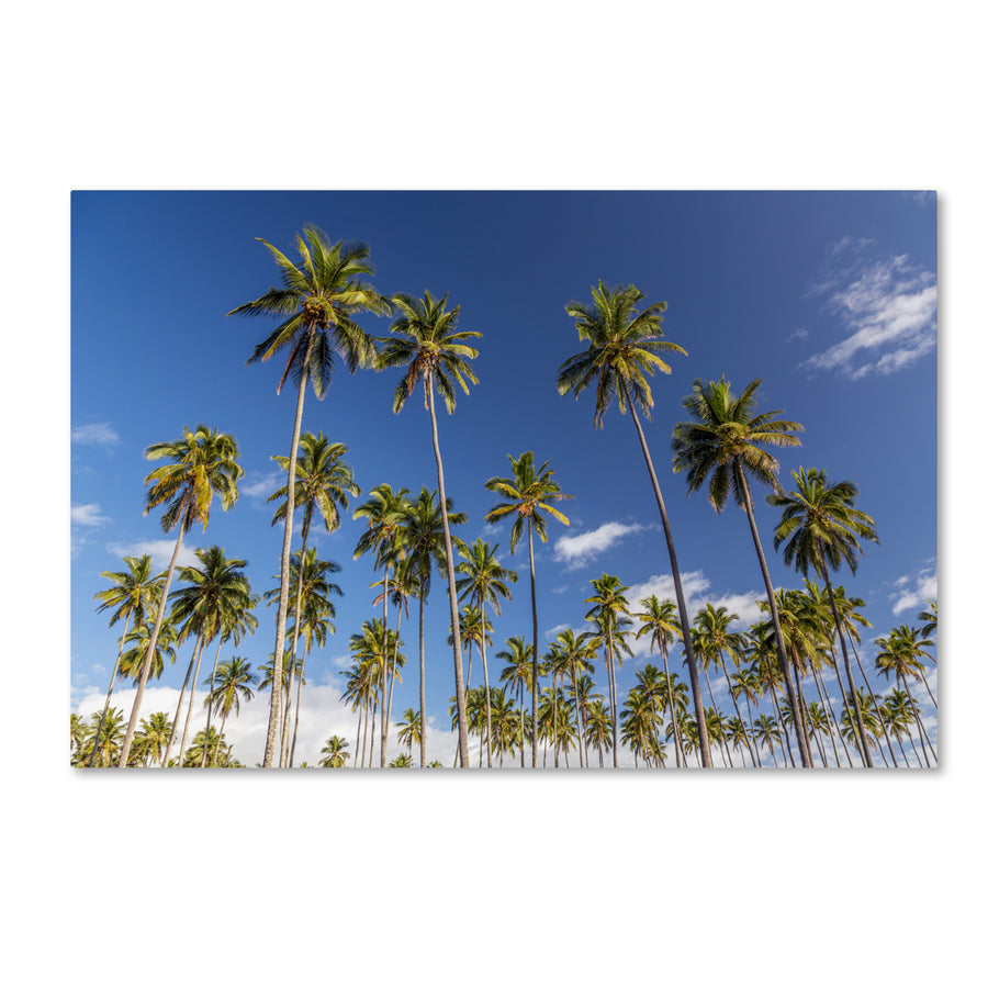 Pierre Leclerc Coconut Grove Canvas Art 16 x 24 Image 1