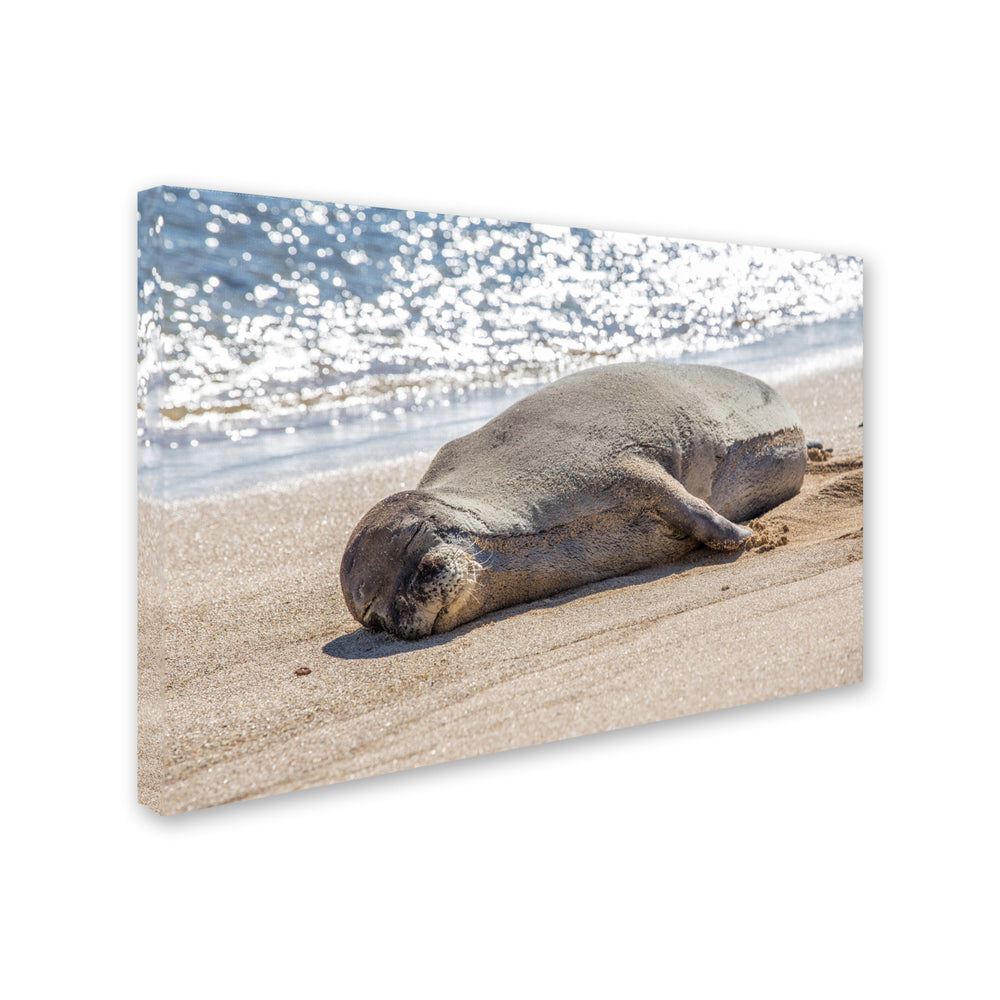 Pierre Leclerc Hawaiian Monk Seal Canvas Art 16 x 24 Image 2