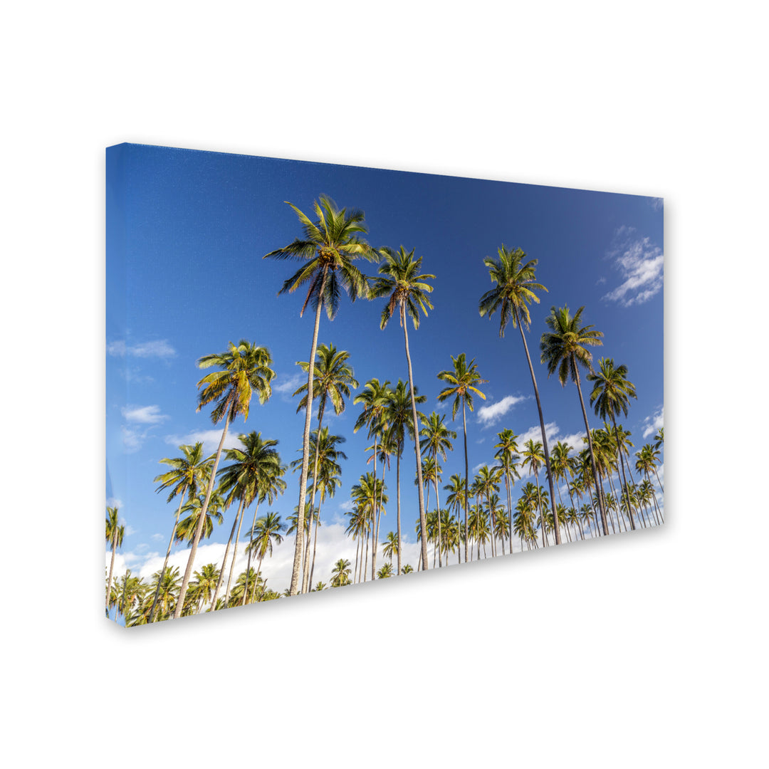 Pierre Leclerc Coconut Grove Canvas Art 16 x 24 Image 2