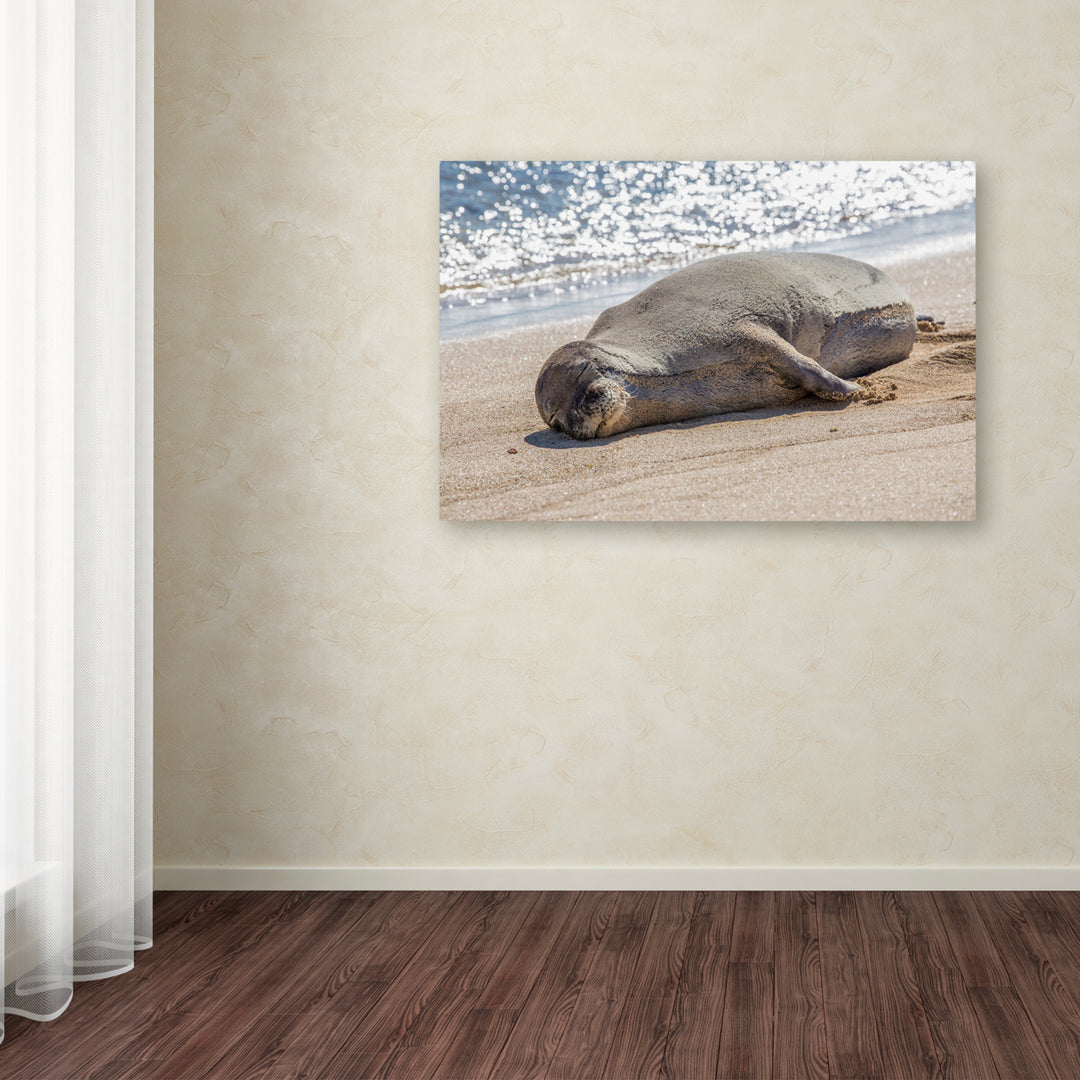 Pierre Leclerc Hawaiian Monk Seal Canvas Art 16 x 24 Image 3