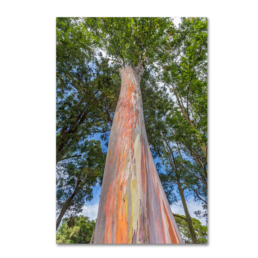 Pierre Leclerc Rainbow Tree Canvas Art 16 x 24 Image 1