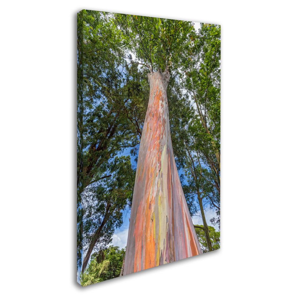 Pierre Leclerc Rainbow Tree Canvas Art 16 x 24 Image 2
