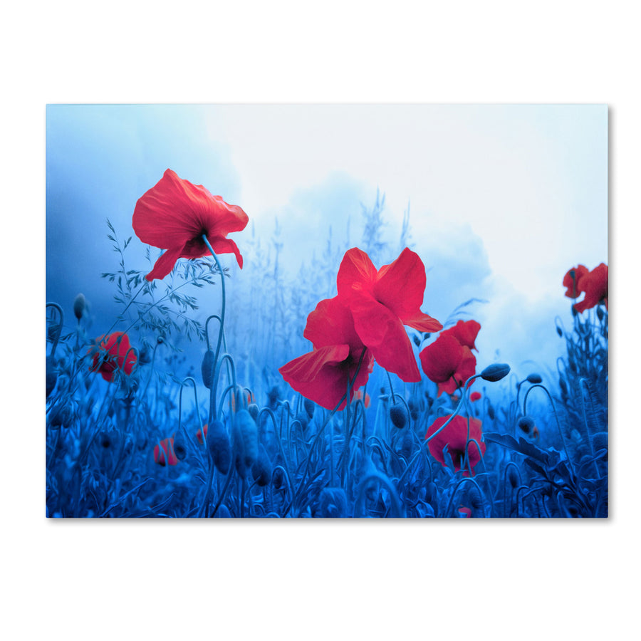 Philippe Sainte-Laudy Jam for Poppies Canvas Art 16 x 24 Image 1