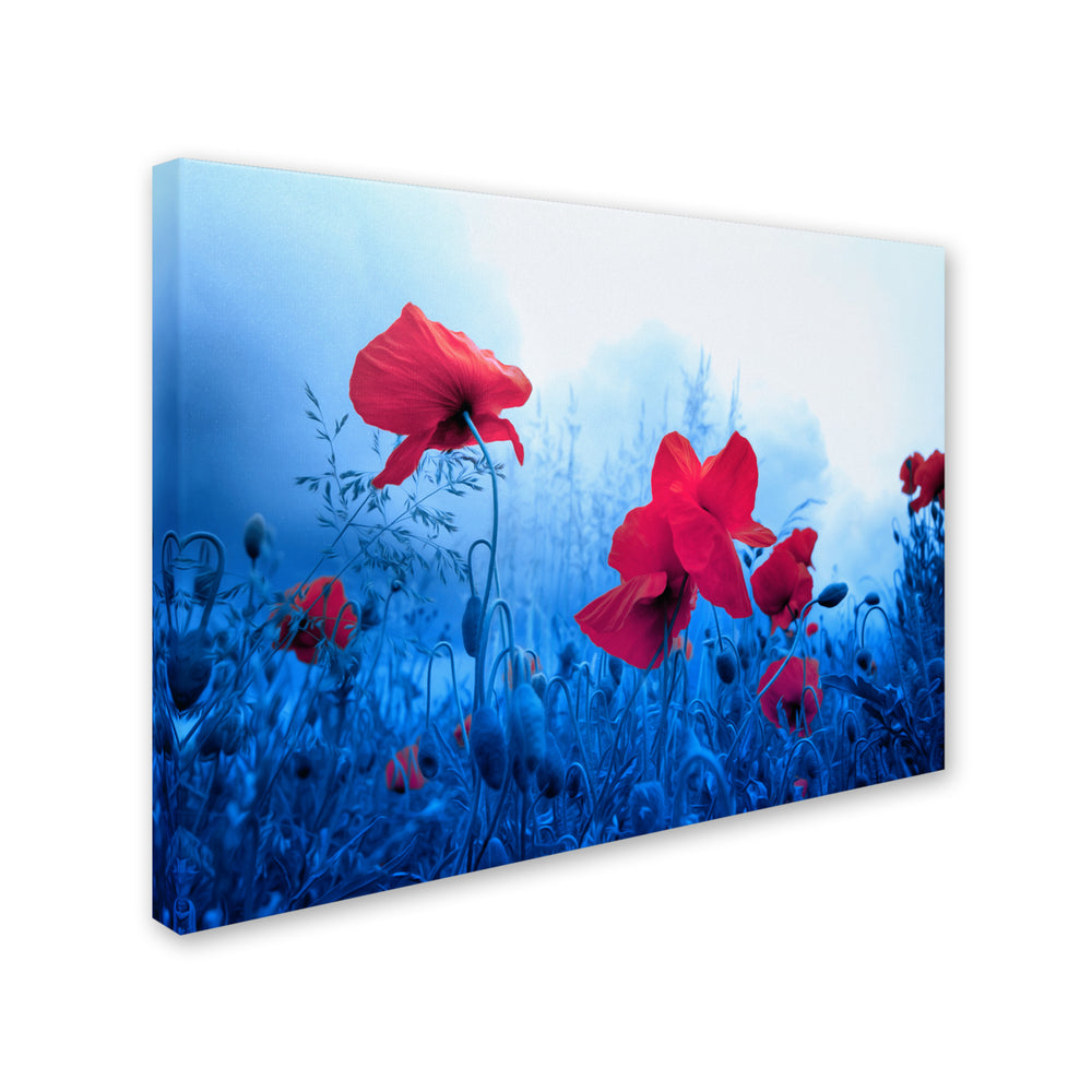 Philippe Sainte-Laudy Jam for Poppies Canvas Art 16 x 24 Image 2