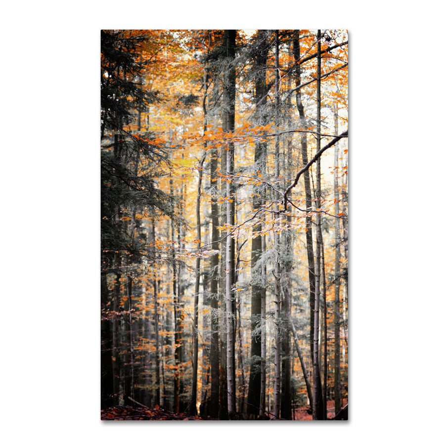 Philippe Sainte-Laudy Autumn Tones Canvas Art 16 x 24 Image 1