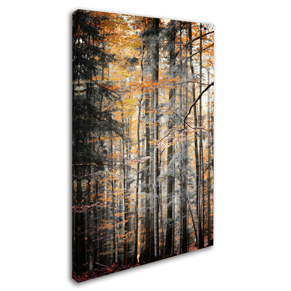 Philippe Sainte-Laudy Autumn Tones Canvas Art 16 x 24 Image 2