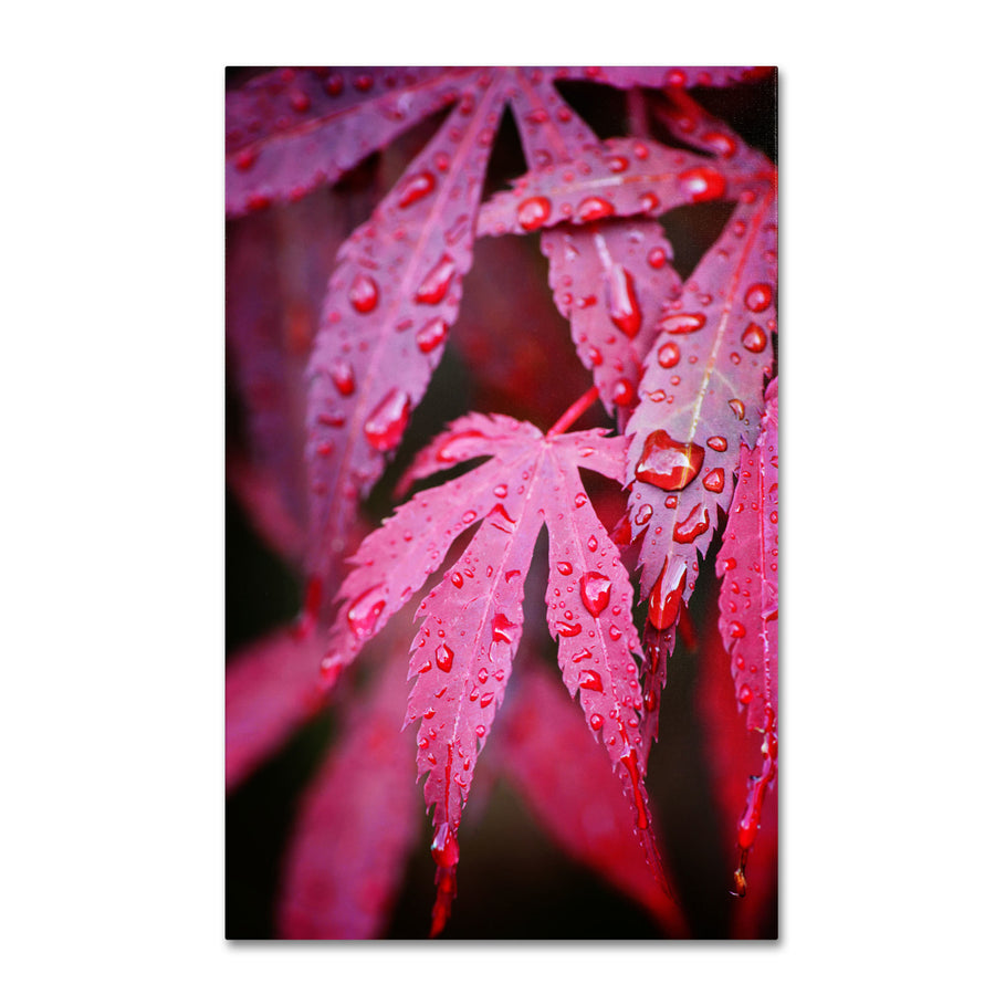 Philippe Sainte-Laudy Red Maple Leaves Canvas Art 16 x 24 Image 1