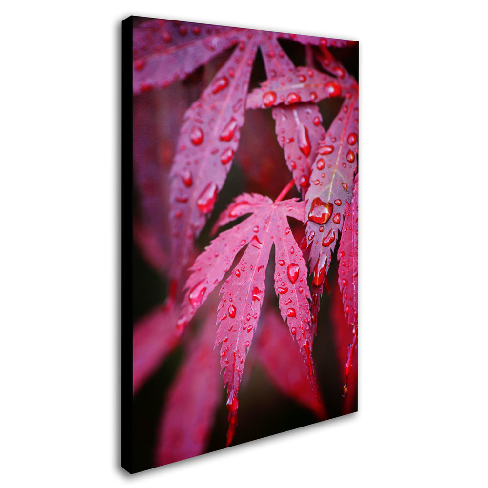 Philippe Sainte-Laudy Red Maple Leaves Canvas Art 16 x 24 Image 2