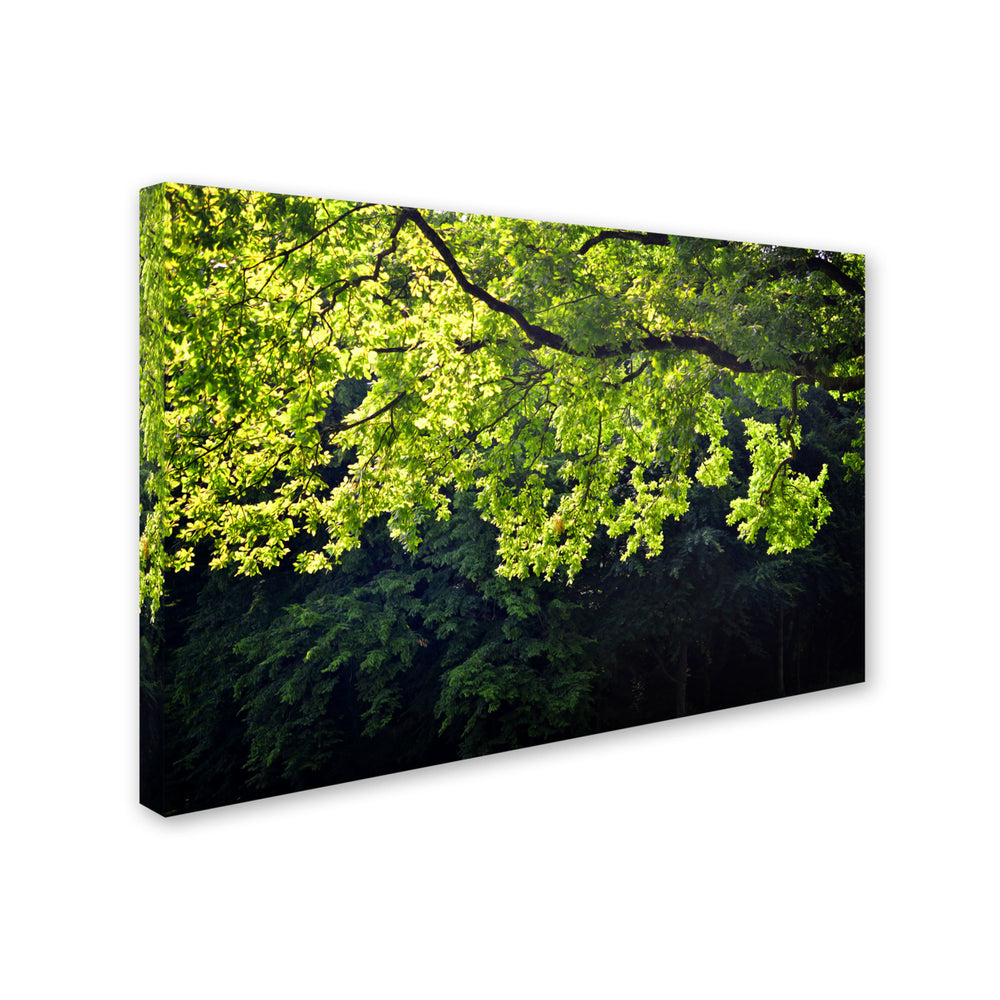 Philippe Sainte-Laudy Light Branch Canvas Art 16 x 24 Image 2