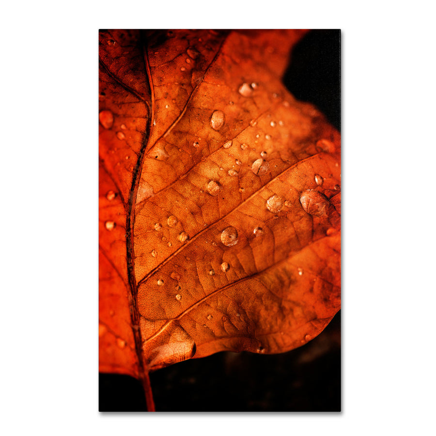 Philippe Sainte-Laudy Autumn Droplets Canvas Art 16 x 24 Image 1