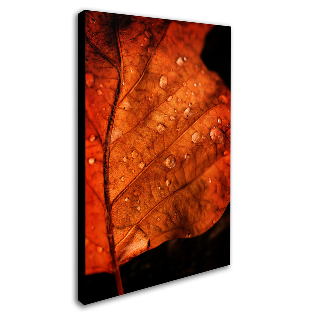 Philippe Sainte-Laudy Autumn Droplets Canvas Art 16 x 24 Image 2