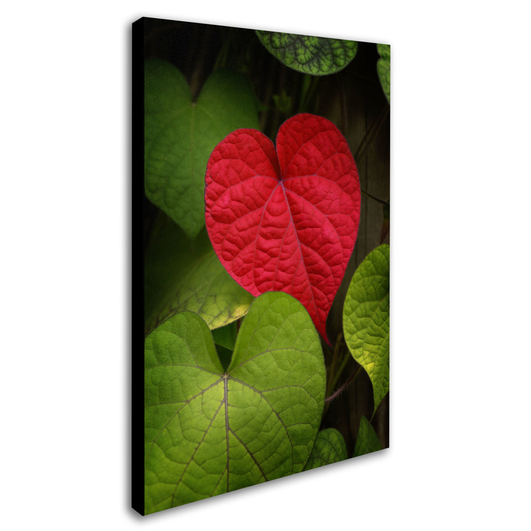 Philippe Sainte-Laudy Heart to Take Canvas Art 16 x 24 Image 2