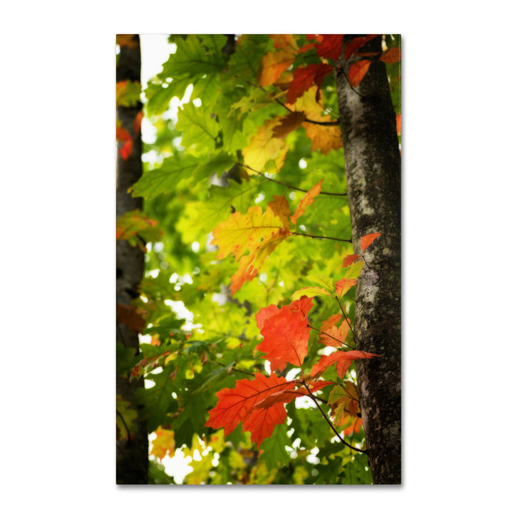 Philippe Sainte-Laudy Oak Leaves Canvas Art 16 x 24 Image 1