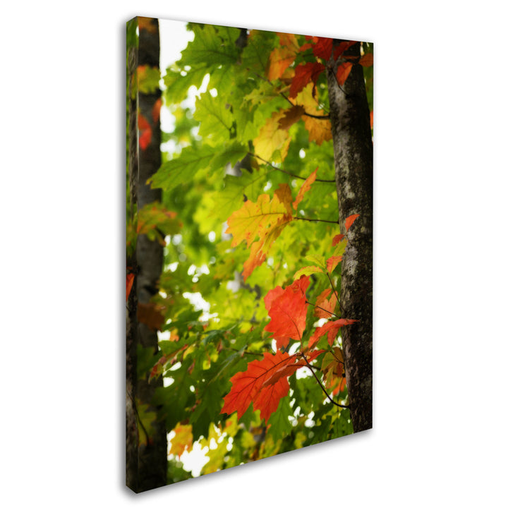 Philippe Sainte-Laudy Oak Leaves Canvas Art 16 x 24 Image 2