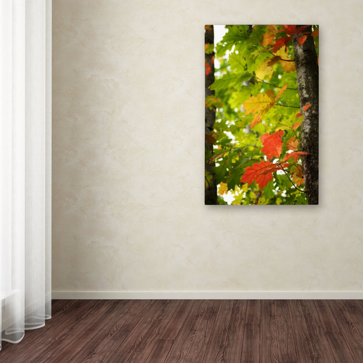 Philippe Sainte-Laudy Oak Leaves Canvas Art 16 x 24 Image 3