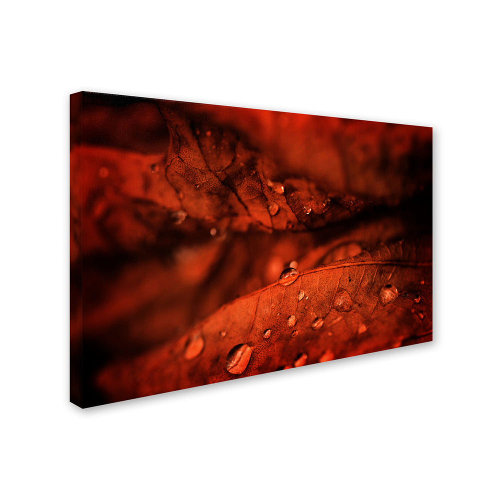 Philippe Sainte-Laudy Rainy Day Canvas Art 16 x 24 Image 2