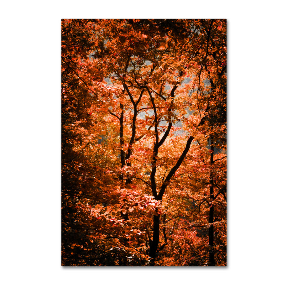 Philippe Sainte-Laudy Autumn Whispers Canvas Art 16 x 24 Image 1