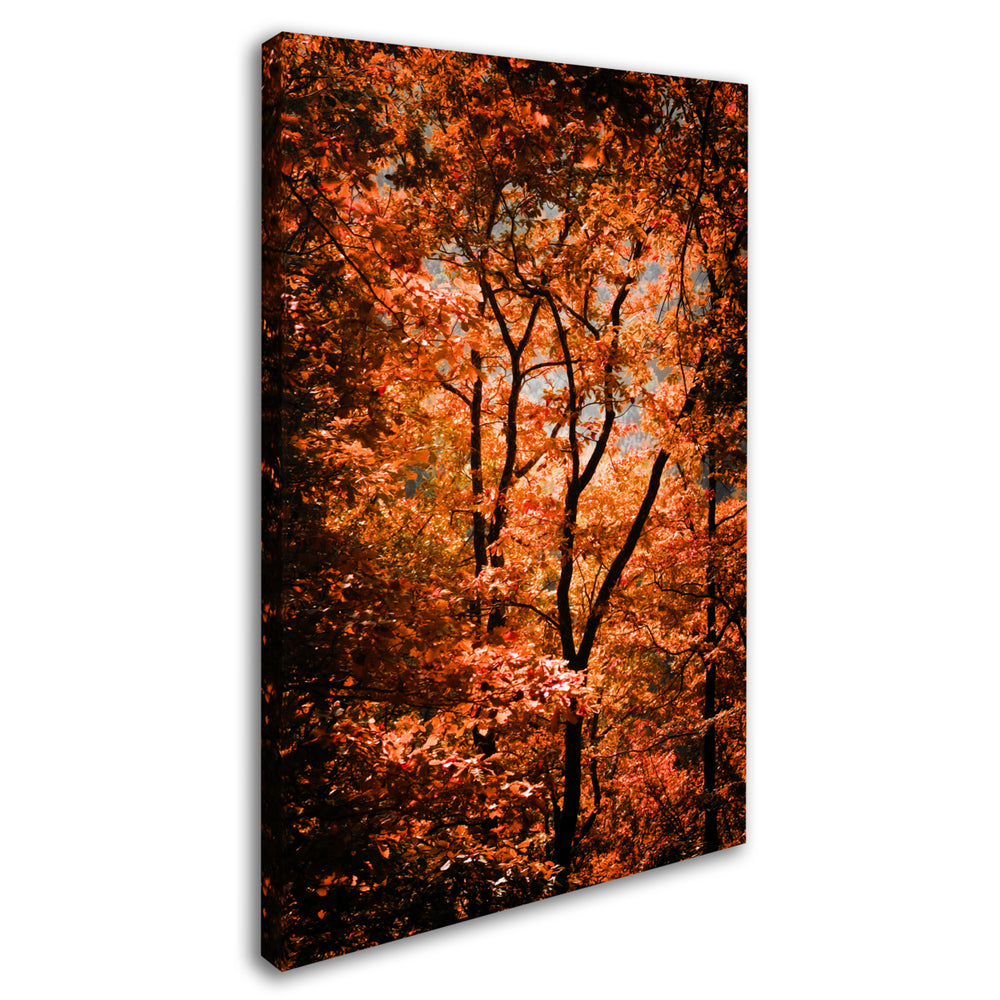 Philippe Sainte-Laudy Autumn Whispers Canvas Art 16 x 24 Image 2