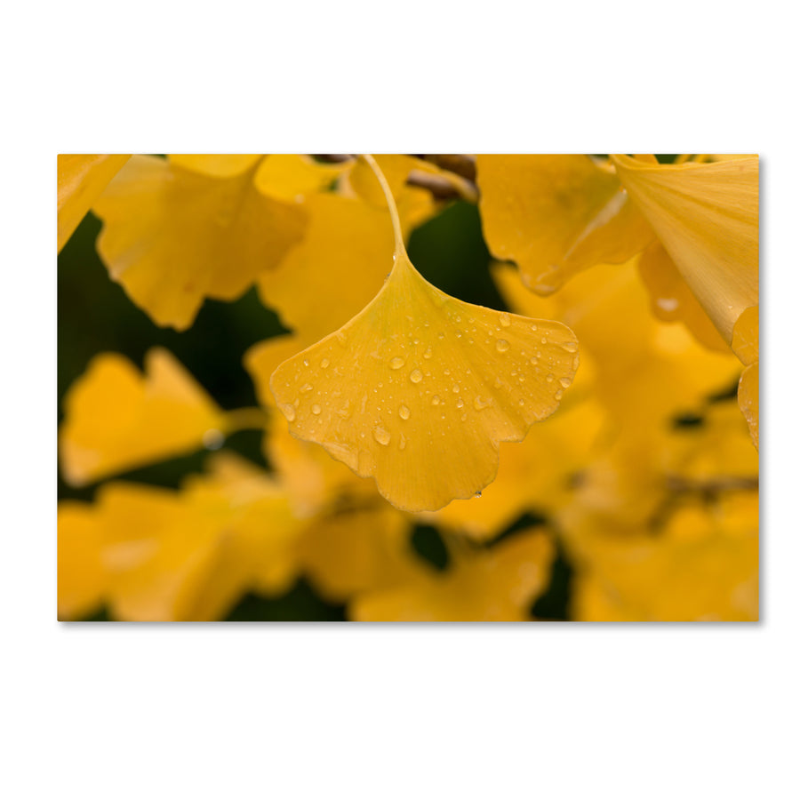 Philippe Sainte-Laudy Ginkgo in the Rain Canvas Art 16 x 24 Image 1