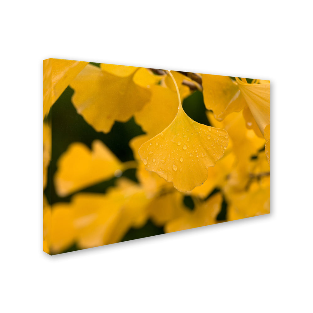 Philippe Sainte-Laudy Ginkgo in the Rain Canvas Art 16 x 24 Image 2