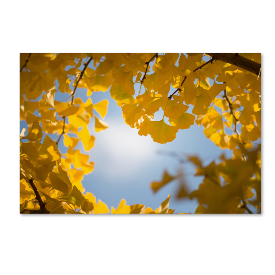 Philippe Sainte-Laudy Ginkgo Leaves in Autumn Canvas Art 16 x 24 Image 1