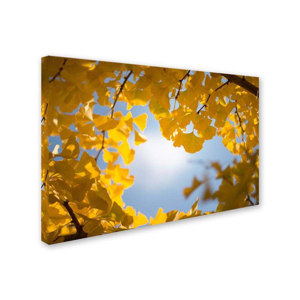 Philippe Sainte-Laudy Ginkgo Leaves in Autumn Canvas Art 16 x 24 Image 2