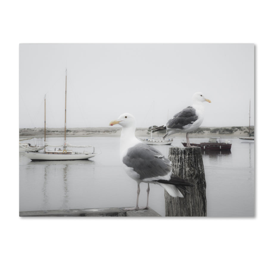 Moises Levy Two Seagulls and Boats Canvas Art 18 x 24 Image 1