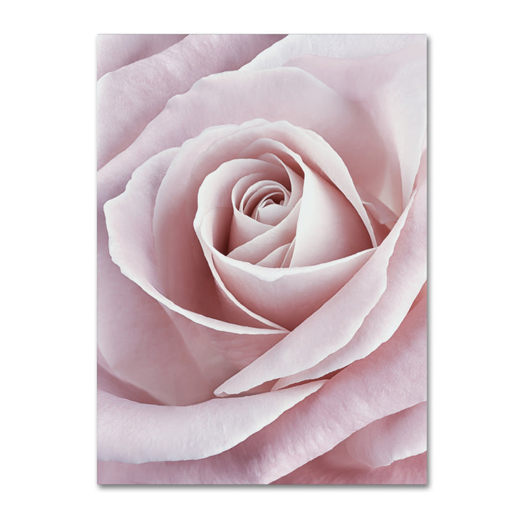 Cora Niele Pink Rose Canvas Art 18 x 24 Image 1