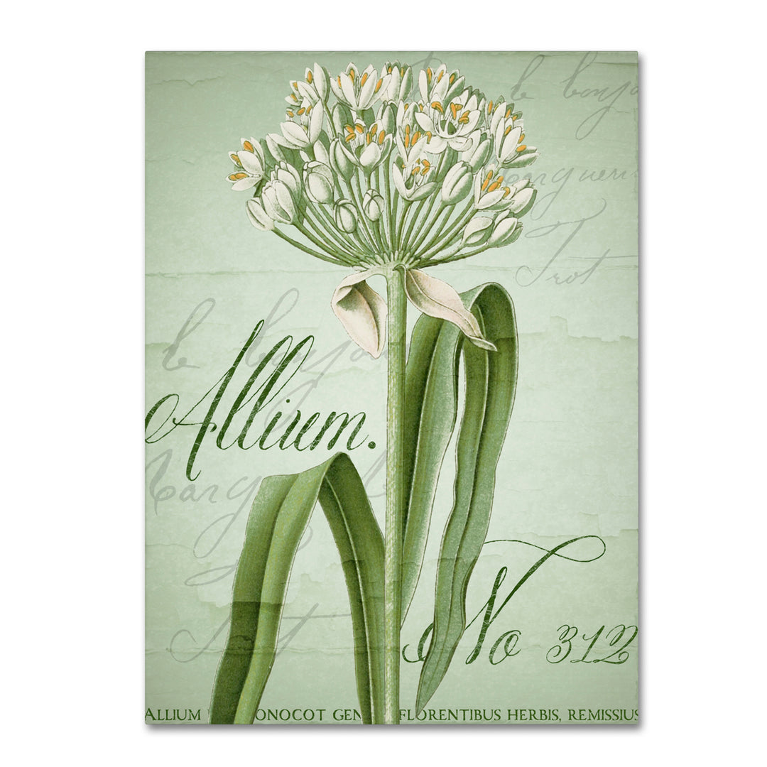 Color Bakery Allium I Canvas Art 18 x 24 Image 1