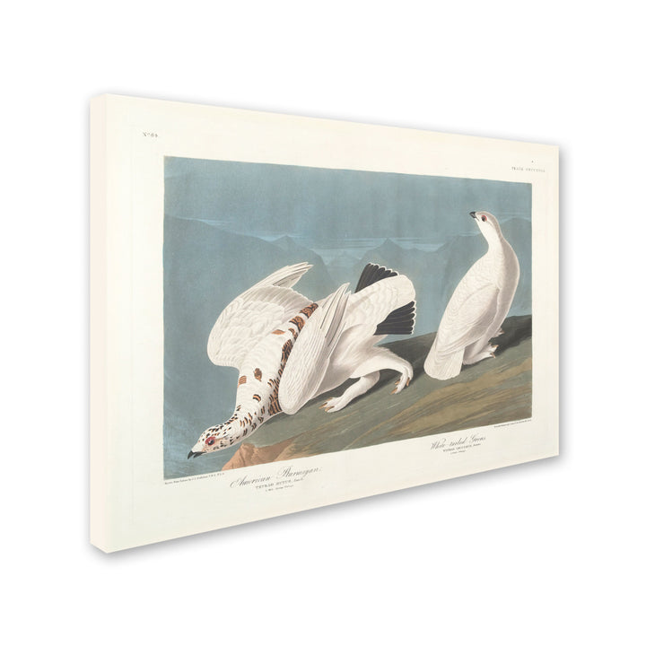 John James Audubon American Ptarmigan Canvas Art 18 x 24 Image 2